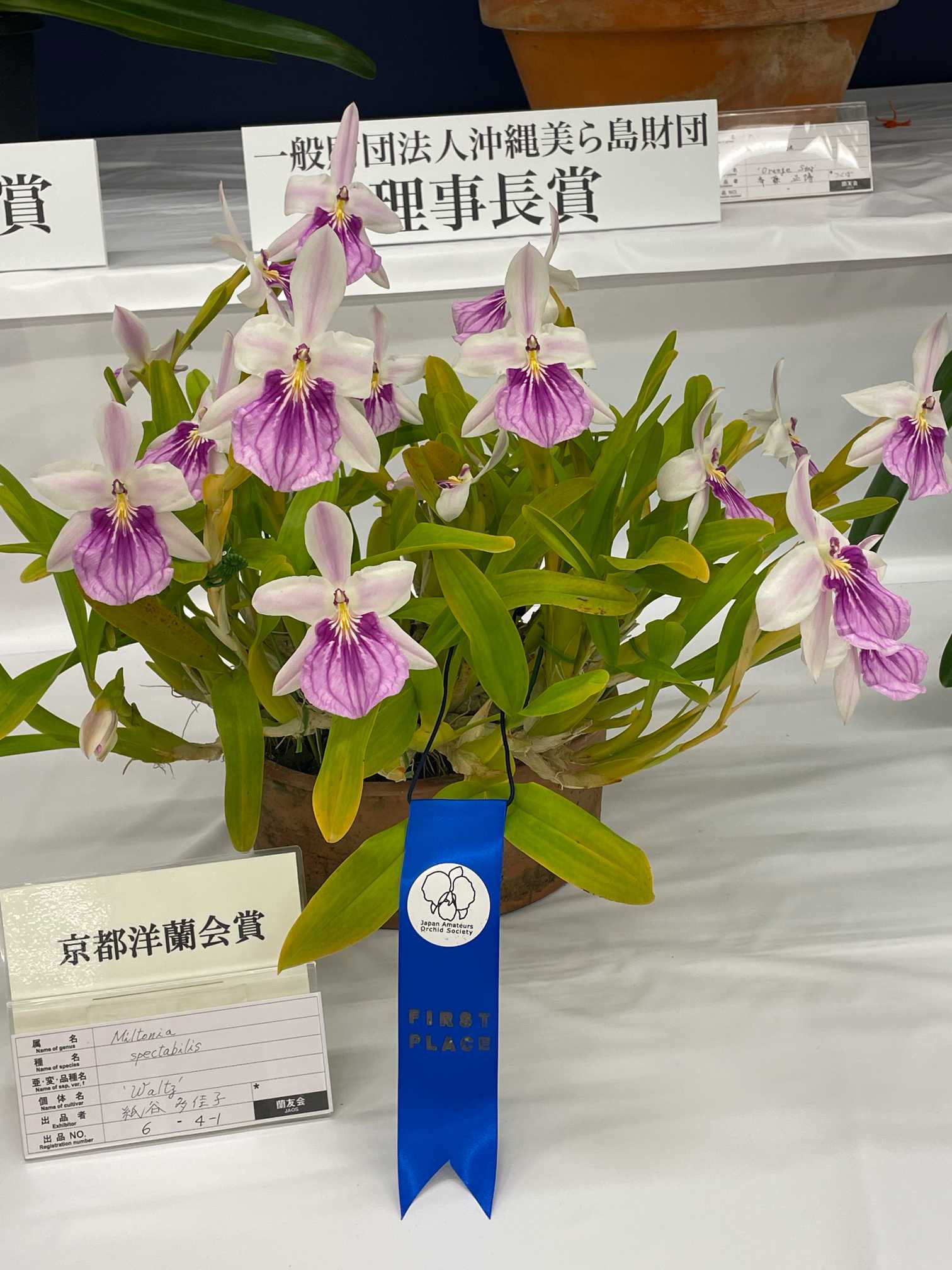第 64 回 蘭友会らん展 in サンシャインシティ 〜 万緑を彩るらん