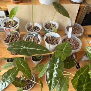 アロカシア,観葉植物,ハイドロカルチャー,サトイモ 科,水苔栽培の画像