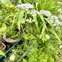 イベリス,オルレア,季節の花,花のある暮らし,花盛りの画像