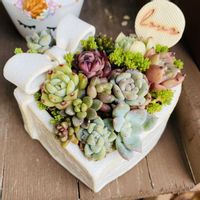 セダム,多肉植物,多肉寄せ植え,エケベリア属,もりもり多肉の画像