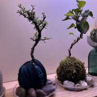 苔玉作り,リビング・ダイニングの画像