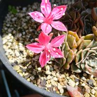 ベルムの画像