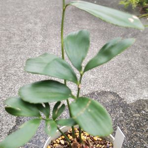 ソテツ,ザミア プミラ,ザミア・フルフラセア,観葉植物,ガーデニングの画像