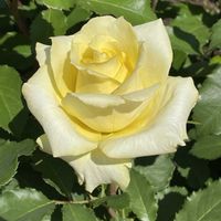 ナニワイバラ,ブルームーン,バラ・カクテル,ゴールデンメダイヨン,ゴールデンメダイヨンの画像