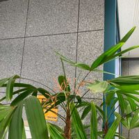 カンノンチクの画像