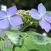 ホタルブクロ,ムスカリ,山紫陽花,ヤマアジサイ 藍姫,アジサイ ディープパープルの画像