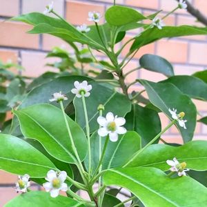 シラカシ,ソヨゴ,樹木,植え込み,木に咲く花の画像