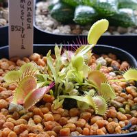 ネペンテス,ディオネア,N.alata,D.muscipula ”B52”,食虫植物の画像