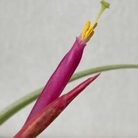 エアープランツ,カプトメデューサ,シーディアナ,グラブリオール,チランジア グラブリオールの画像