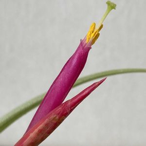 エアープランツ,カプトメデューサ,シーディアナ,グラブリオール,チランジア グラブリオールの画像