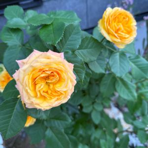 バラ,バラ　品種不明,鉢植え,ガーデニング,花束の画像