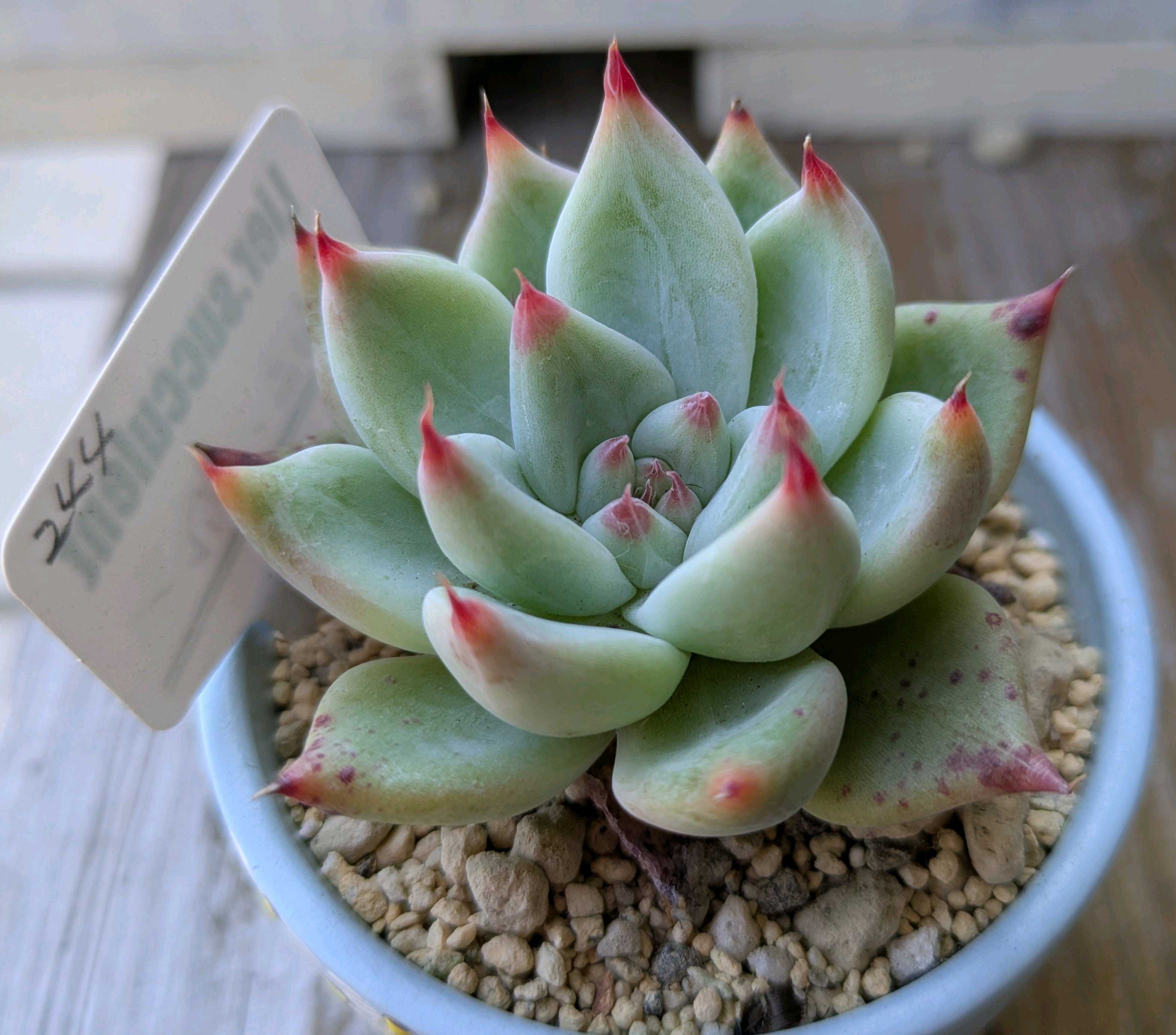 多肉植物 /ティファニーパウダールビー凍グズ/エケベリア  花苗エケベリア ティファニーブルー 3号ポット 1苗 : Ivy