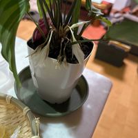 コルジリネの画像
