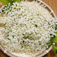エルダーフラワー,エルダーフラワー,ハーブ,美味しい,スイカズラ科の画像