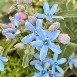 ブルースター,花のある暮らし,今日のお花,自宅にて,ciitaのエントランスガーデンの画像