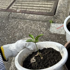柚子,植木鉢,柚子の芽,アゲハの卵,柚子のアルビノ芽の画像