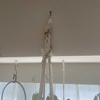 ジャスミン,マダガスカルジャスミン,植え替え,室内管理,ハンギングの画像