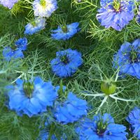 ニゲラ,ムスカリ,ムスカリの種,感謝,花のある暮らしの画像