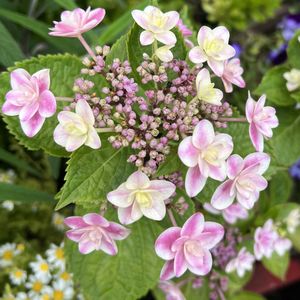 アナベル,鉢植え,紫陽花 アジサイ あじさい,母の日プレゼント,お花に癒されての画像