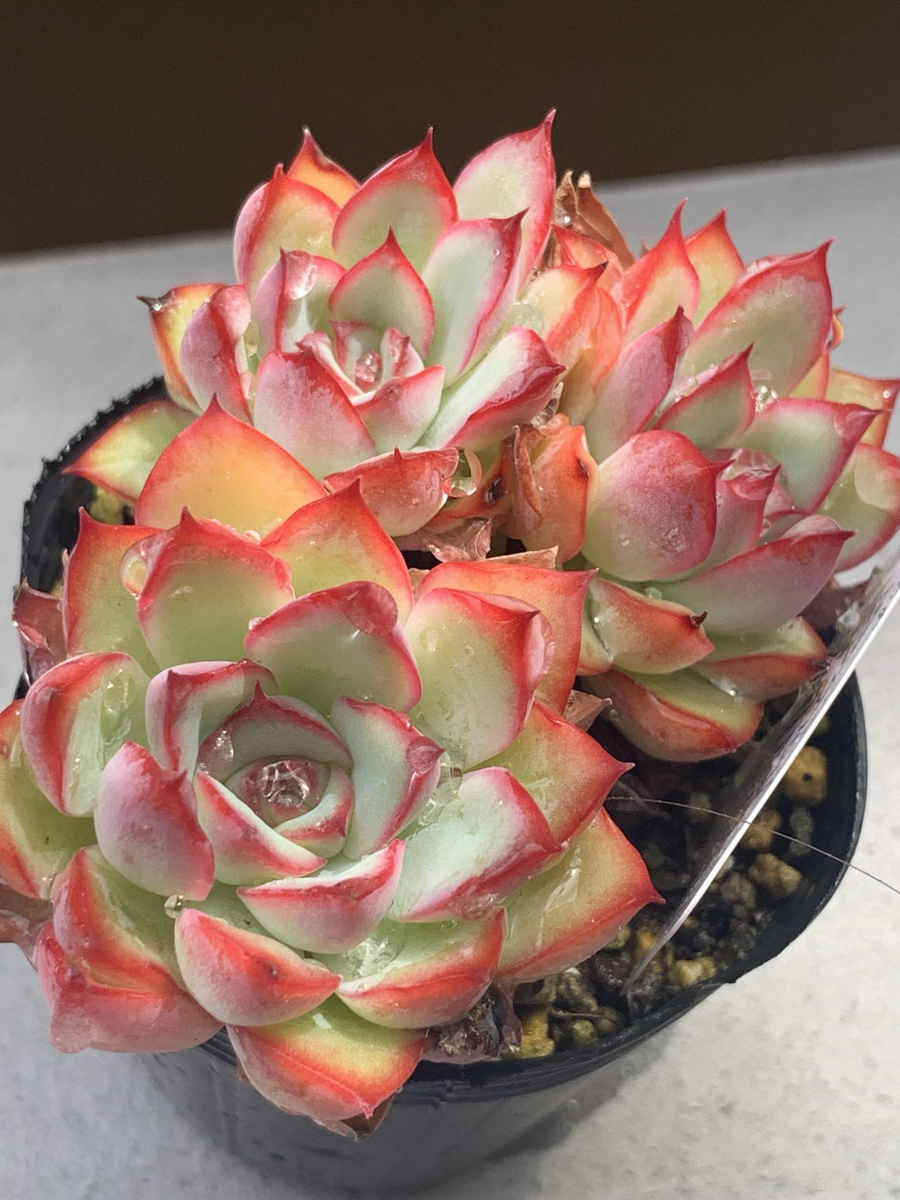 札付き　花月夜 × メキシコポルデンシス　エケベリ屋（つぶつぶ屋）さん苗 新入り多肉達2 | beans-ta29のブログ