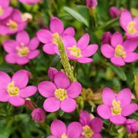 ヒルザキツキミソウ,ホオズキ,ユキノシタ,コマチリンドウ,家に咲いている花たちの画像