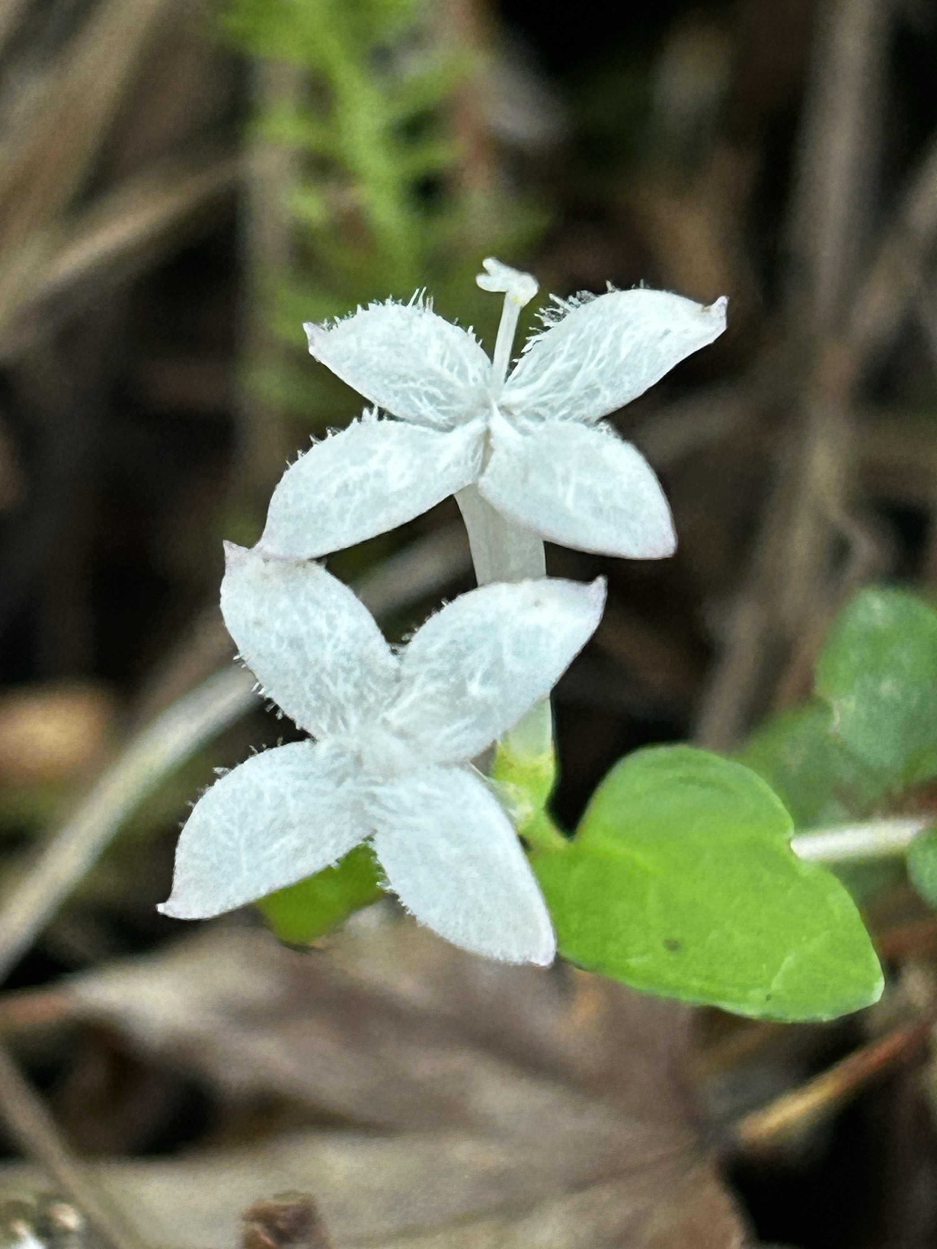 蔓性植物の投稿画像 by のんたんさん｜湿地とツルアリドオシと静岡県立