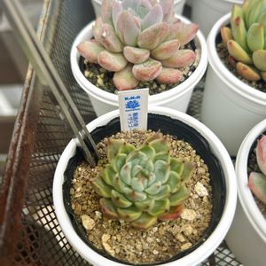 魅惑の誉×ザラゴーサ,多肉植物,多肉中毒,記録用,植中毒の画像