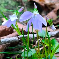 スミレ,山野草,野草,登山,季節の花の画像