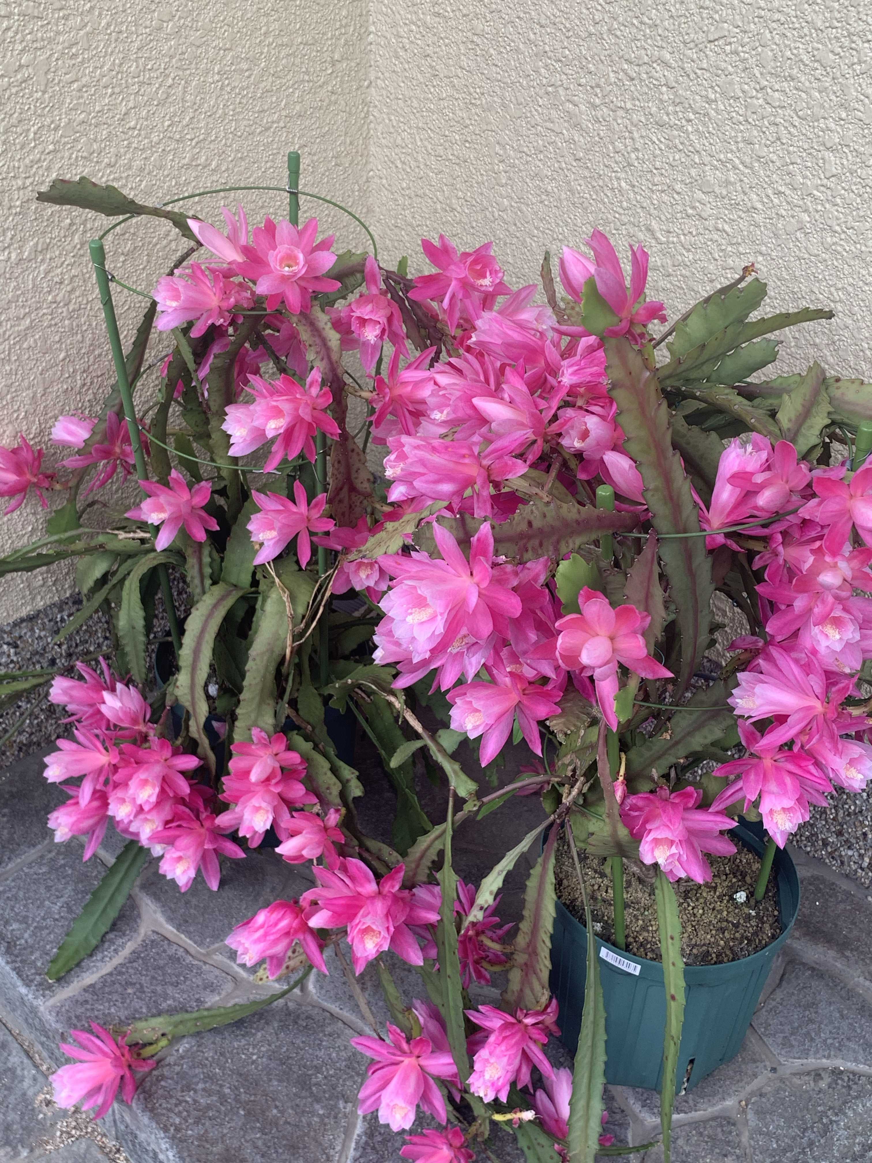 クジャクサボテン みなとまつりの一覧｜🍀GreenSnap（グリーンスナップ）