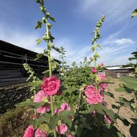 ナンテン,ビワ,タチアオイ,落花生,ばら バラ 薔薇の画像