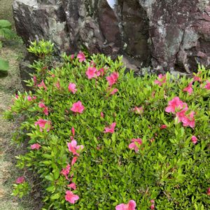 庭園,お出かけの画像