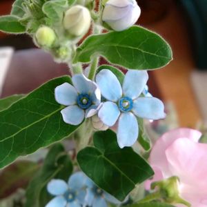 ブルースター,花束,今日のお花,青い花マニア,美しく青きドヨウの画像