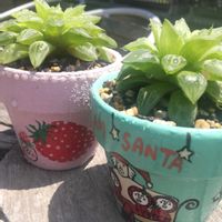 シソ,ハオルチア レツーサ,多肉植物,神奈川タニラー,KOHリメ鉢の画像