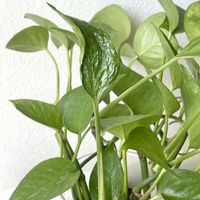 ポトス,ポトス・テルノリンダ,ポトス テルノ リンダ,観葉植物,葉っぱ好きの画像