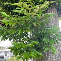 シラカシの画像