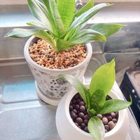 ガジュマル,ピレア・ペペロミオイデス,サンスべリア,ネコのいる暮らし,テーブルプランツの画像