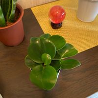 金のなる木の画像