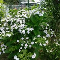 アジサイ 隅田の花火,ゴデチア,公園,通勤途中の画像