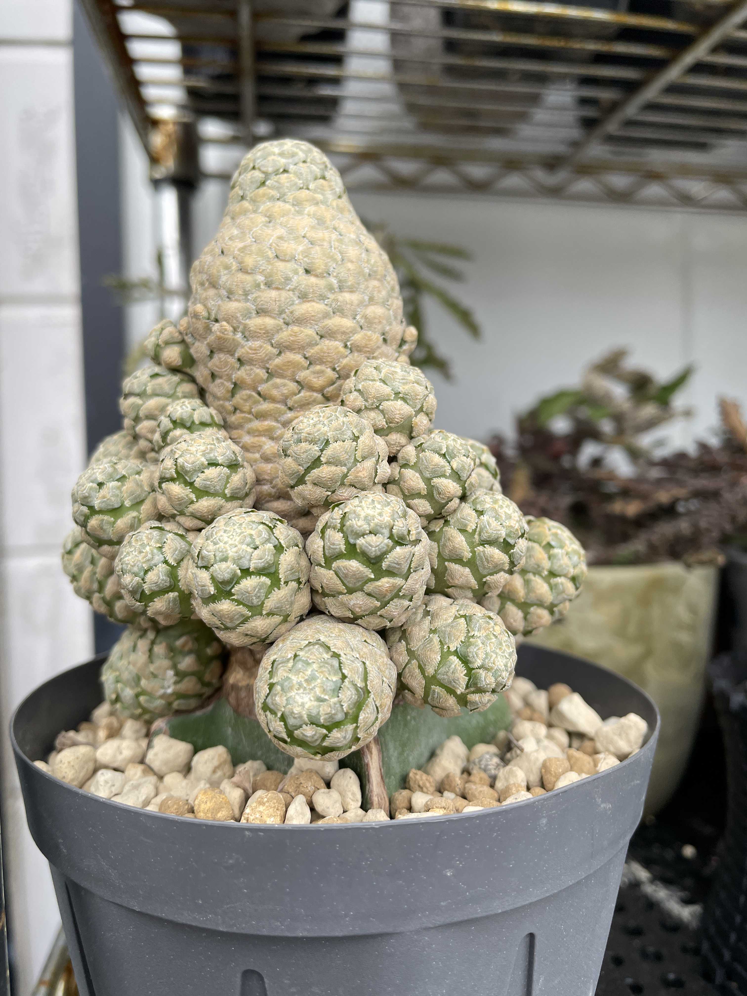 ユーフォルビアピスキデルミス ユーフォルビア・ピスキデルミスの一覧｜🍀GreenSnap（グリーンスナップ）