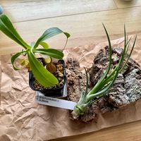 チランジア,ウツボカズラ,観葉植物,エアープランツ/チランジア,ネペンテス属の画像