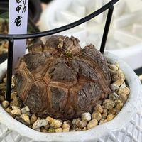 亀甲竜,塊根植物,コーデックスの画像