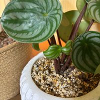 七宝樹,スイカぺぺ,多肉植物の画像