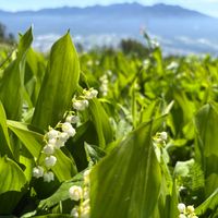 イカリソウ,スズラン,クマガイソウ,山野草,トレッキングの画像