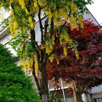 キングサリの画像