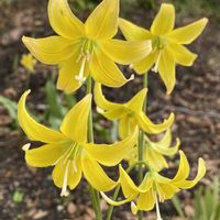 カタクリの画像