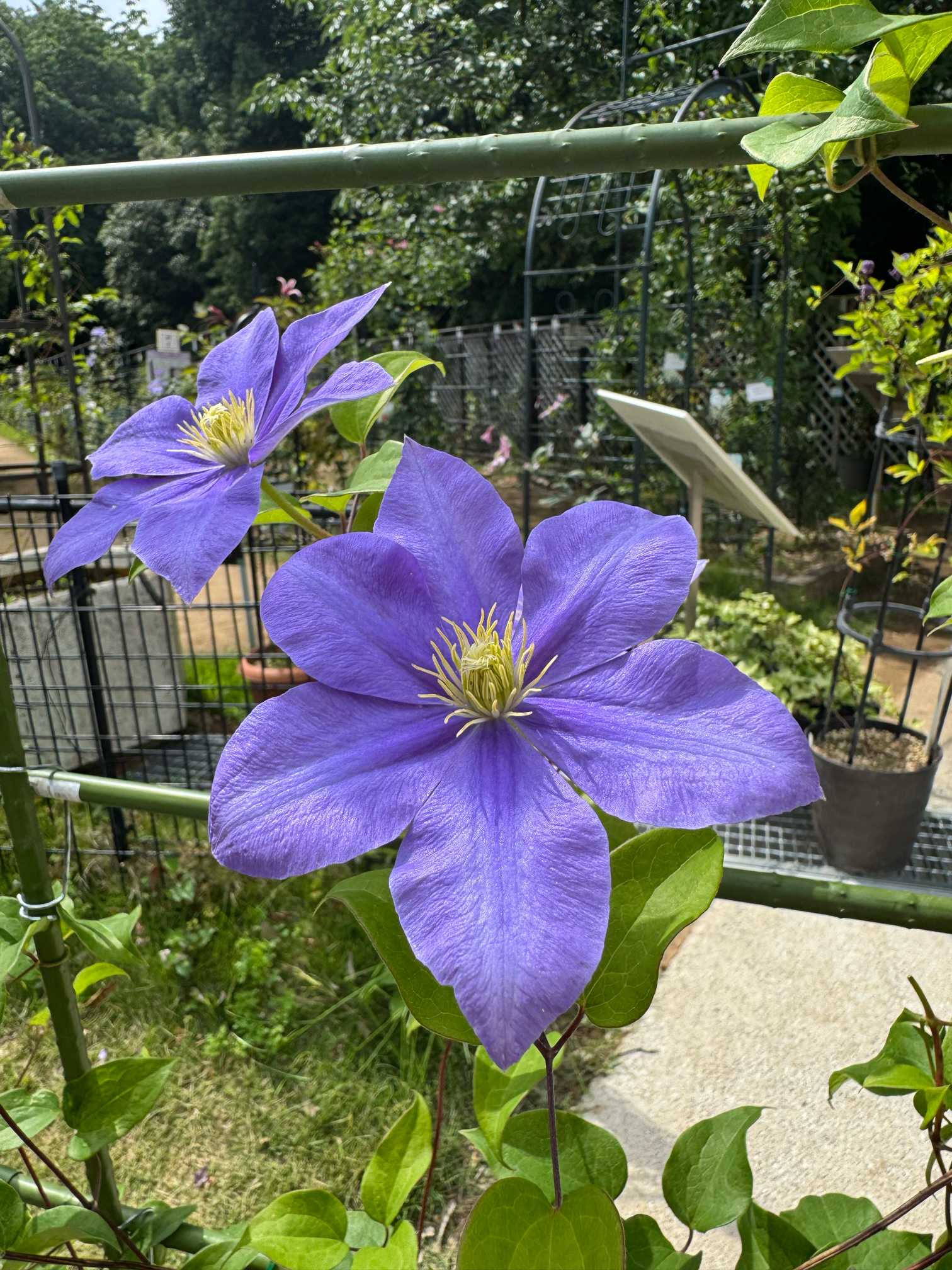 ゆるり散策7-③ (クレマチス)筑波実験植物園6月 2025.6.6｜🍀GreenSnap