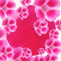 ゴデチア,ゴデチア,いつもありがとう❤️,今を生きる,穏やかな毎日の画像