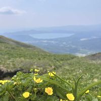 オオバキスミレ,シラネアオイ,ミヤマキンバイ,ミヤマスミレ,ウスバスミレの画像