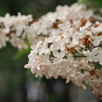 ライラック,リラ,大通公園の画像