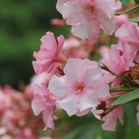 ウォータークローバー,ベニトンボ,ベニトンボ♂,ショウジョウトンボ♂,里山大好き協会の画像